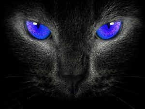 Сила Черной Кошки